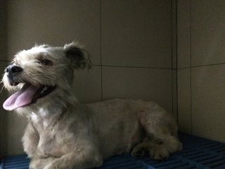 Snowy (Temporary) - Schnauzer Mix Dog