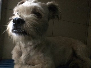 Snowy (Temporary) - Schnauzer Mix Dog