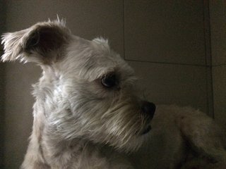 Snowy (Temporary) - Schnauzer Mix Dog