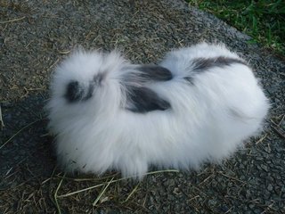 Wawa &amp; Wannie - Lionhead Rabbit