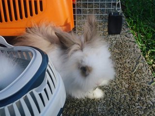 Wawa &amp; Wannie - Lionhead Rabbit