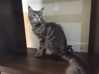 Ganiya - Maine Coon Cat