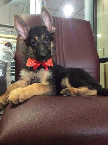 German Shepherd Puppies - German Shepherd Dog Dog