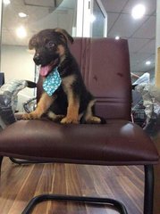 German Shepherd Puppies - German Shepherd Dog Dog