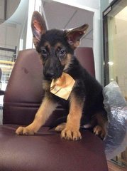 German Shepherd Puppies - German Shepherd Dog Dog