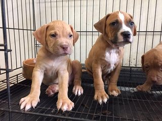 Pitbull Puppies - Pit Bull Terrier Dog