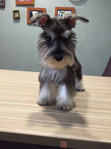 Schnauzer Puppies - Schnauzer Dog