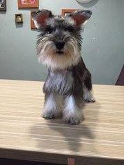 Schnauzer Puppies - Schnauzer Dog