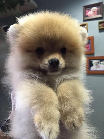 Pomeranian Puppies - Pomeranian Dog