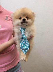 Pomeranian Puppies - Pomeranian Dog