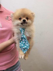 Pomeranian Puppies - Pomeranian Dog