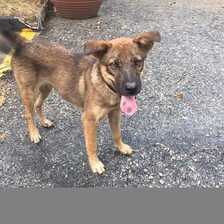 Little Pup - Mixed Breed Dog