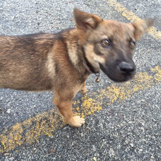 Little Pup - Mixed Breed Dog