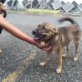 Little Pup - Mixed Breed Dog