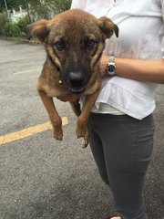 Little Pup - Mixed Breed Dog