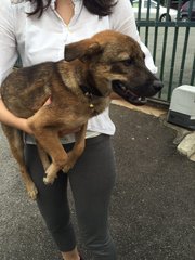 Little Pup - Mixed Breed Dog