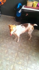 Saving Mocha - Mixed Breed Dog