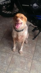 Saving Mocha - Mixed Breed Dog