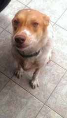 Saving Mocha - Mixed Breed Dog