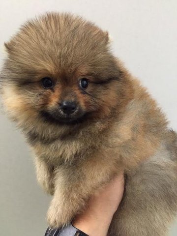 Fluffy Pomeranian - Pomeranian Dog