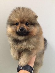 Fluffy Pomeranian - Pomeranian Dog