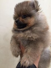 Fluffy Pomeranian - Pomeranian Dog