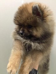 Fluffy Pomeranian - Pomeranian Dog