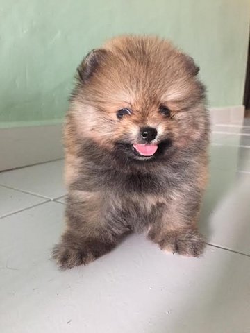 Nice Quality Pomeranian - Pomeranian Dog