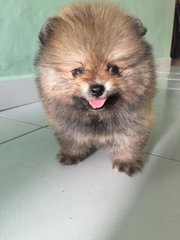 Nice Quality Pomeranian - Pomeranian Dog