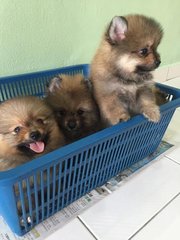 Nice Quality Pomeranian - Pomeranian Dog