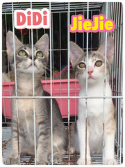 Jiejie (Kakak) &amp; Didi (Adik) - Calico Cat