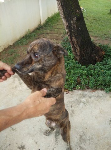 Lucky - Mixed Breed Dog