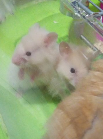 PF74185 - Syrian / Golden Hamster Hamster