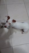 Lucy Aka Wuji Girl - Jack Russell Terrier Dog