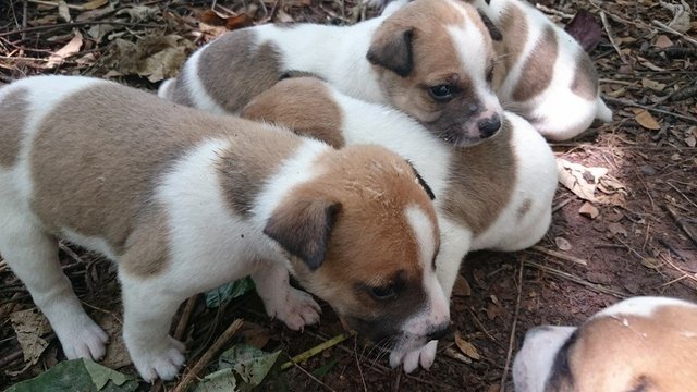 7 Puppies - Mixed Breed Dog