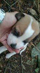 7 Puppies - Mixed Breed Dog