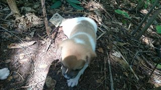 7 Puppies - Mixed Breed Dog