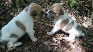 7 Puppies - Mixed Breed Dog