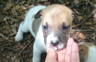 7 Puppies - Mixed Breed Dog