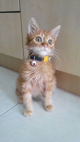 Hope Kitty - Domestic Long Hair Cat