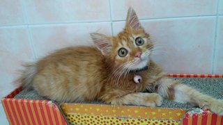 Hope Kitty - Domestic Long Hair Cat