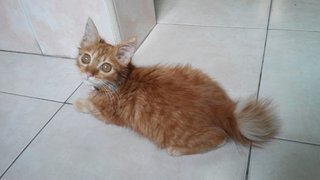 Hope Kitty - Domestic Long Hair Cat