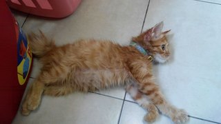 Hope Kitty - Domestic Long Hair Cat