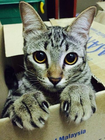 Aiko - Tabby Cat