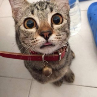 Aiko - Tabby Cat