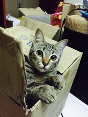 Aiko - Tabby Cat