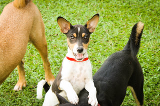 Totoro - Toy Fox Terrier Mix Dog