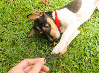 Totoro - Toy Fox Terrier Mix Dog