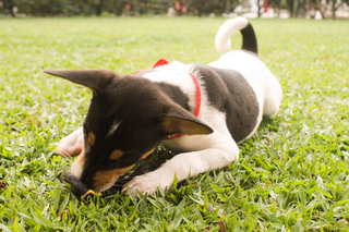 Totoro - Toy Fox Terrier Mix Dog