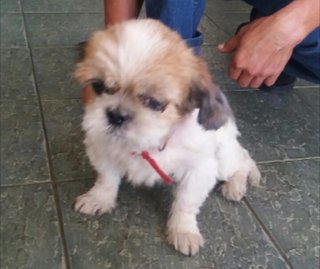 Apple Adopted  - Shih Tzu Dog